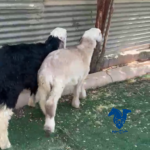 رخال طيبات