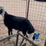 خروف نجدي طيب