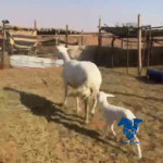 خلفه للبيع