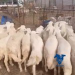 طليان ذبايح طيبه