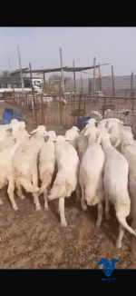 طليان ذبايح طيبه