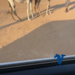 بكره كفو