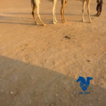 بكره كفو