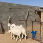 ذبايح كفو