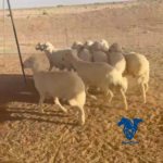 طليان طيبات