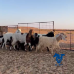 معزا مراح