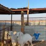 رخال طيبات ونظاف