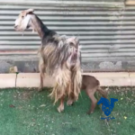 عنز خلفه