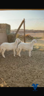 ⁦طليان فحول طيبه⁩ - الصورة ⁦2⁩
