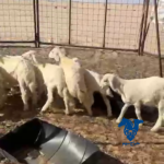 بهم طيب وذبايح