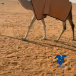 بكره كفو