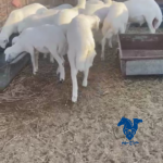 طليان كفو