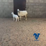 خلفه طيبه