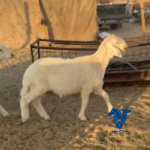 طليان فحول طيبه