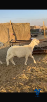 طليان فحول طيبه