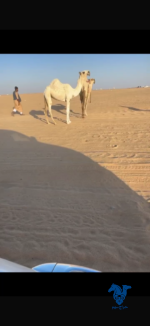 ⁦عجاريديه كفو⁩ - الصورة ⁦2⁩