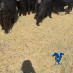معزا خلفات ودفيع