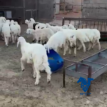 بهم طيب جدا