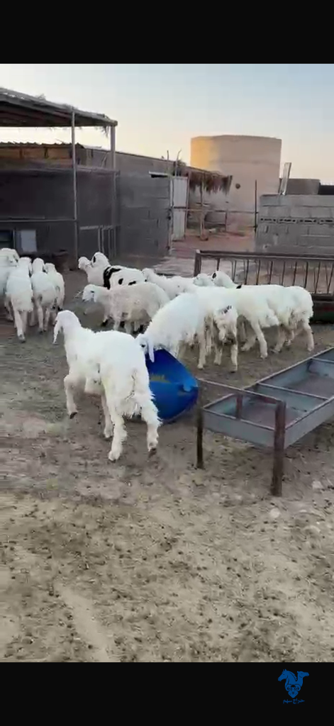 image_picker_A28E4153-902F-4DD6-800F-935F897CC871-10189-0000053FFDAE38D4 بهم طيب جدا - الصورة 1