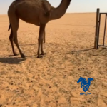 بكره طيبه جدا