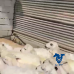 بهم ذبايح