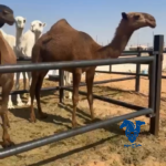 بكار طيبات دبيانيه وباتليه