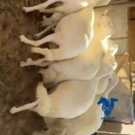 غنم مقاريب
