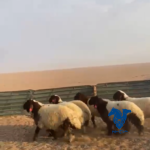 طليان نعيم طيبه