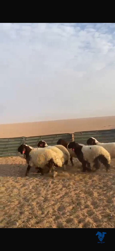 image_picker_C00AB0C0-39B6-4EE5-99B2-34418D475298-2217-000000A1BE000676 طليان نعيم طيبه - الصورة 1