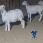 رخال طيبات