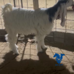 جفره طيبه