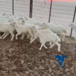 بهم طيب وذبايح