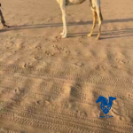 حواره طيبه اطيب من اتصوير