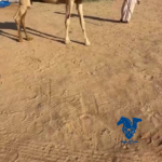 عجاريديه كفو