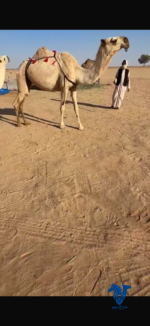 عجاريديه كفو