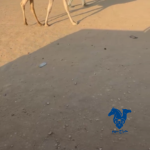 بكره طيبه