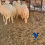 ذبايح طيبه