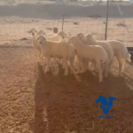 خروف صافي