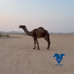 قعود له مستقبل