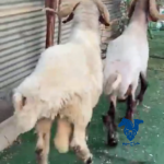 طليان
