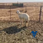 رخل طيبه