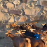معزا جنوبيه طيبات ودفيع