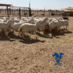 غنم حريات طيبات