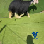 رخل نجديه طيبه