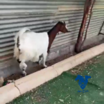 عنز طيبه