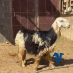 رخل طيبه