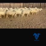 حريات مضاريع ودفيع