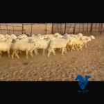 غنم حريات