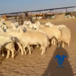 رخال طيبات جدا