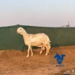 نعجه ساكنية دافع